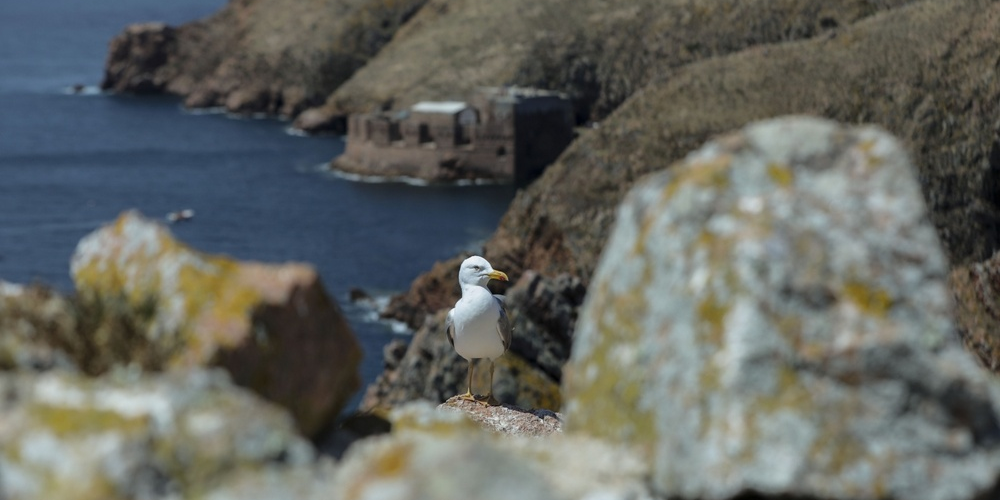 imagem_2025-03-25_152252389 Imagem de gaivota